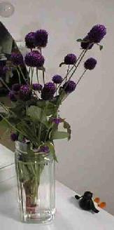 �����Ƃɂ̓s���O�[��